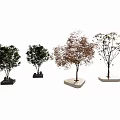 Diverse Plant Combination Featuring Four Different Tree Types With Decorative Bases 3d model