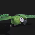 Green Parrot Displaying Spread Wings Against Black Background In Flight