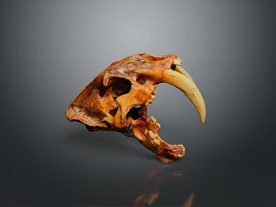 Ancient Animal Skull With Long Curved Tusks And Detailed Bone Structure 3d model