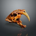 Ancient Animal Skull With Long Curved Tusks And Detailed Bone Structure