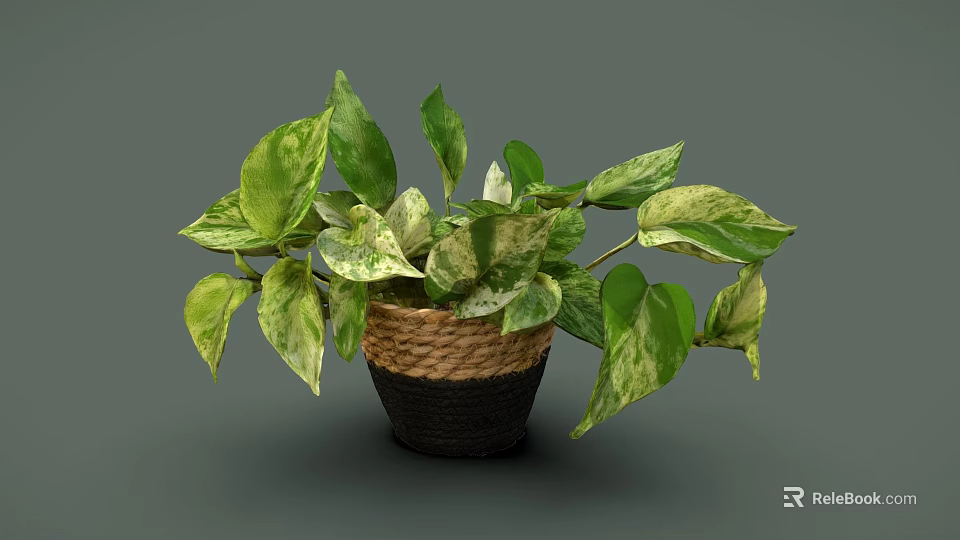 Lush Variegated Leaf Plant With Green And White Leaves In Woven Basket 3d model 
