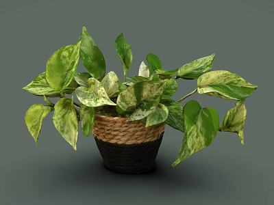 Lush Variegated Leaf Plant With Green And White Leaves In Woven Basket 3d model