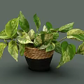 Lush Variegated Leaf Plant With Green And White Leaves In Woven Basket