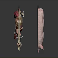 Detailed Complete Pig And Anatomical Model Displaying Internal Organs And External Hair