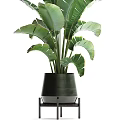 Tall Potted Plant With Large Green Leaves In Black Pot For Indoor Decor