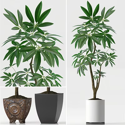 Indoor Bonsai Potted Plants With Lush Green Leaves And Various Decorative Pots 3d model