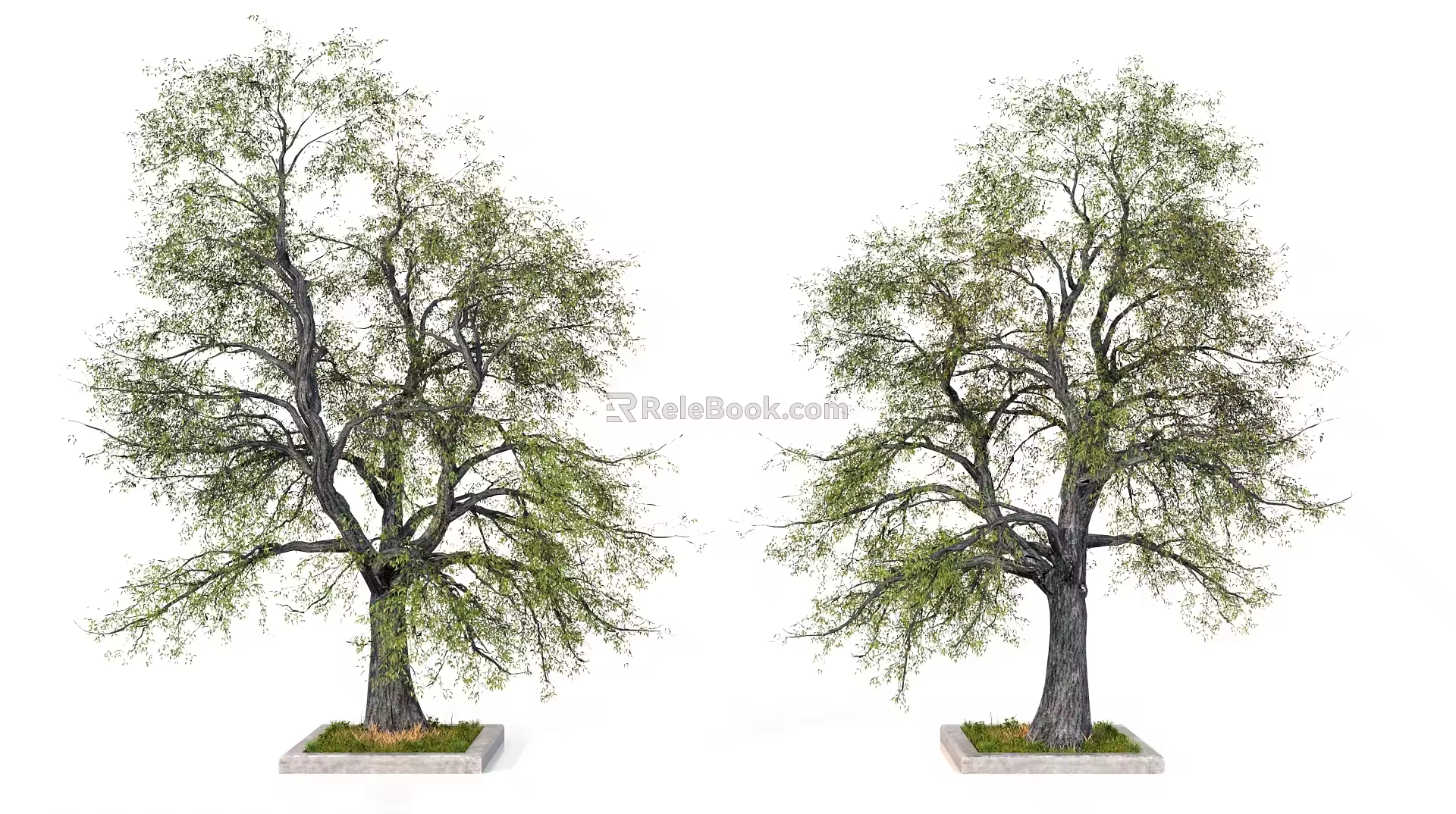 Trees Old Trees Big Trees 3d model