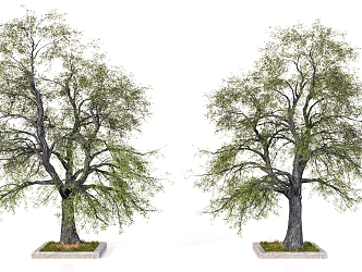 Trees Old Trees Big Trees 3d model