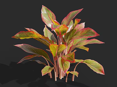 Vibrant Foliage Plant With Green Red Yellow Broad Leaves And Red Stems 3d model