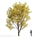 Tall Deciduous Tree With Yellow Leaves And Small Person Standing Nearby
