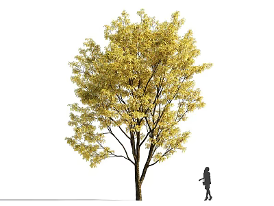 Tall Deciduous Tree With Yellow Leaves And Small Person Standing Nearby 3d model