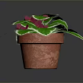Potted Decorative Plant With Green Leaves White Edges And Red Flowers In Terracotta Pot