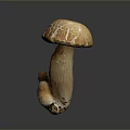 Fresh Edible Mushroom With Orange Brown Cracked Cap And Stalk