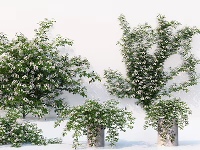Lush Decorative Vines With White Flowers In Concrete Pots For Indoor Decor 3d model Lush Decorative Vines With White Flowers In Concrete Pots For Indoor Decor 3d model