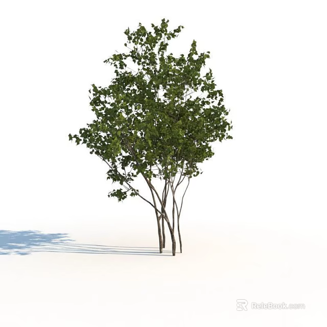Green Leafy Bush With Multiple Trunks Against White Background And Shadow 3d model 