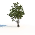 Green Leafy Bush With Multiple Trunks Against White Background And Shadow
