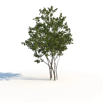 Green Leafy Bush With Multiple Trunks Against White Background And Shadow 3d model
