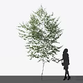 Tall Deciduous Tree With Lush Green Foliage And Silhouette Of Person Watering