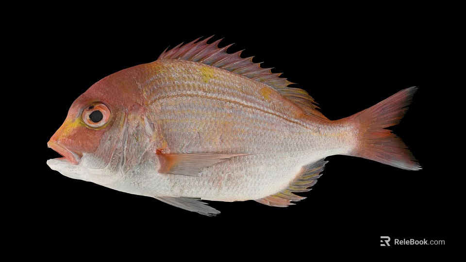 Reddish Brown Aquatic Fish With Prominent Scales And Fins On Black Background 3d model 