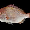 Modern fish yellow-backed bream 3d model