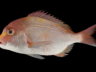 Reddish Brown Aquatic Fish With Prominent Scales And Fins On Black Background 3d model