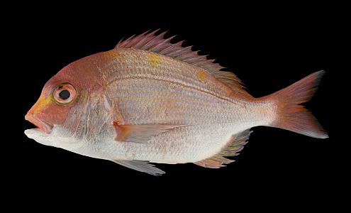 Modern fish yellow-backed bream 3d model