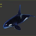 Orca Whale Black And White Body With Dorsal Fin Realistic 3D Render On Gray Background