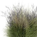 Ornamental Grasses With Green Leaves And Purple Flower Spikes For Garden Decoration