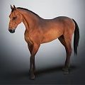 Brown Horse Standing On Gray Background With Muscular Body And Shiny Coat