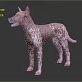 Hairless Pink And White Spotted Dog With Erect Ears Standing On Dark Reflective Floor