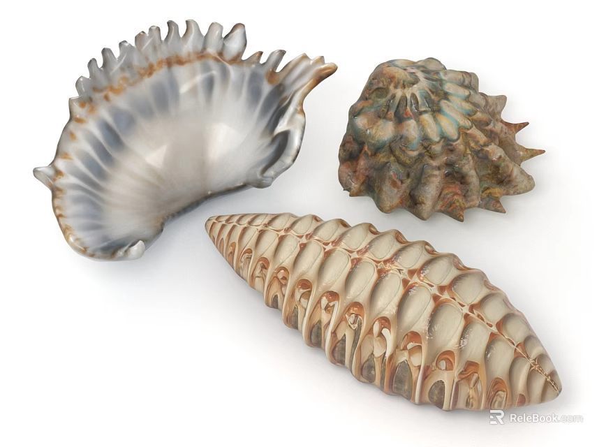 Decorative Shell Ornament Set with Natural Textures and Elegant Designs for Home Decor 3d model 
