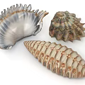 Decorative Shell Ornament Set with Natural Textures and Elegant Designs for Home Decor