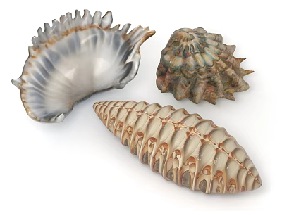 Decorative Shell Ornament Set with Natural Textures and Elegant Designs for Home Decor 3d model