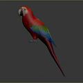 Vibrant Red Parrot with Colorful Green Blue Wings White Beak Long Tail Against Dark Background