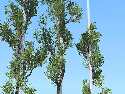 Lush Green Plants With Vibrant Fresh Leaves Against Clear Blue Sky Outdoor Scenery 3d model