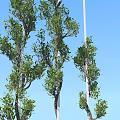 Lush Green Plants With Vibrant Fresh Leaves Against Clear Blue Sky Outdoor Scenery