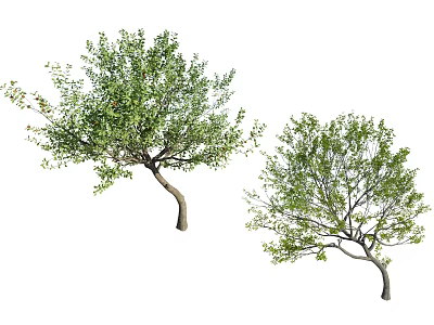 Two Ornamental Trees With Lush Green Foliage And Curved Trunks For Landscaping 3d model