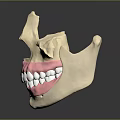 Human Skull Oral Anatomy Model With Detailed Teeth And Pink Gums