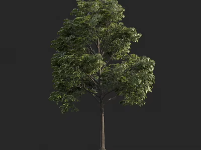 Lush Green Tree with Dense Foliage and Strong Trunk in Natural Setting 3d model