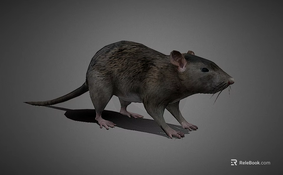 Realistic 3D Render of a Gray Rat with Detailed Fur and Tail 3d model 
