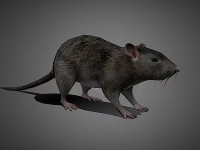Realistic 3D Render of a Gray Rat with Detailed Fur and Tail 3d model