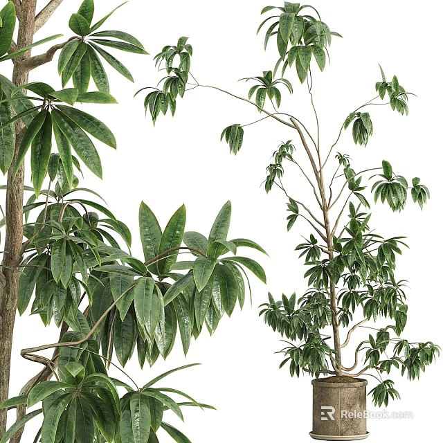 Bonsai Plant with Lush Green Leaves and Natural Potted Design for Indoor Home Decor 3d model 
