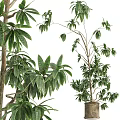Bonsai Plant with Lush Green Leaves and Natural Potted Design for Indoor Home Decor