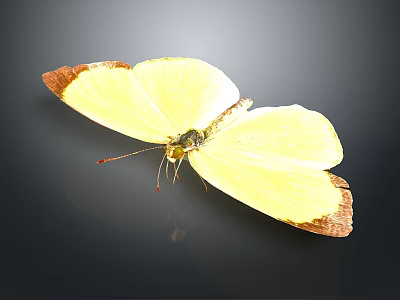 Vibrant Yellow Butterfly With Brown Edged Wings Resting On Dark Background 3d model