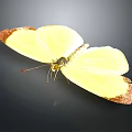 Vibrant Yellow Butterfly With Brown Edged Wings Resting On Dark Background