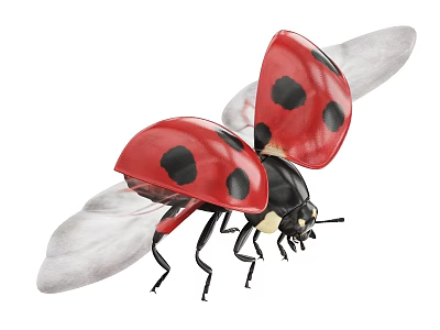 Flying Ladybug With Red Shell Black Spots And Spread White Wings 3d model