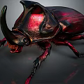 Rhinoceros Beetle With Large Horn Red Black Shiny Exoskeleton And Body Details On Dark Background
