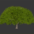 Lush Round Green Well Trimmed Bush Plant On Gray Background View