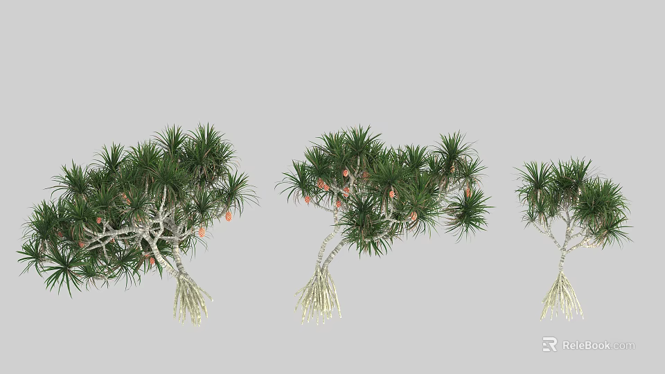 Lush Arbor Trees With Green Needle Leaves Orange Fruits And Exposed Roots 3d model 