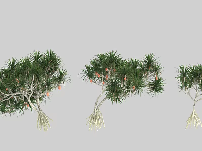 Lush Arbor Trees With Green Needle Leaves Orange Fruits And Exposed Roots 3d model